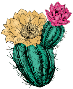 cactus flowers