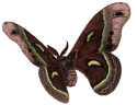 moth