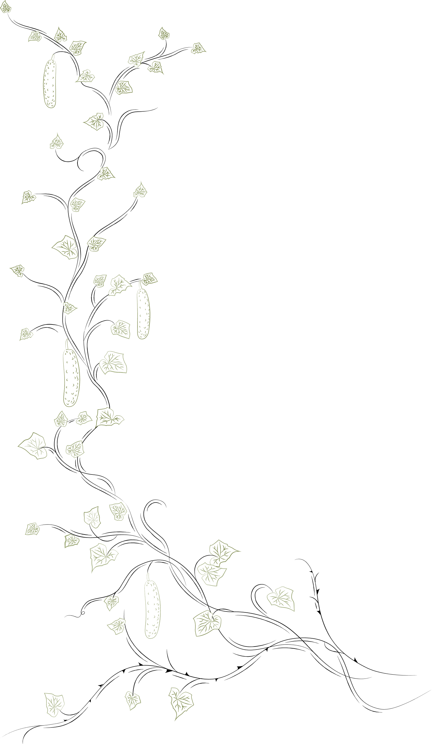 vine with cucumber